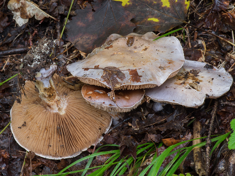 Cortinarius terpsichores